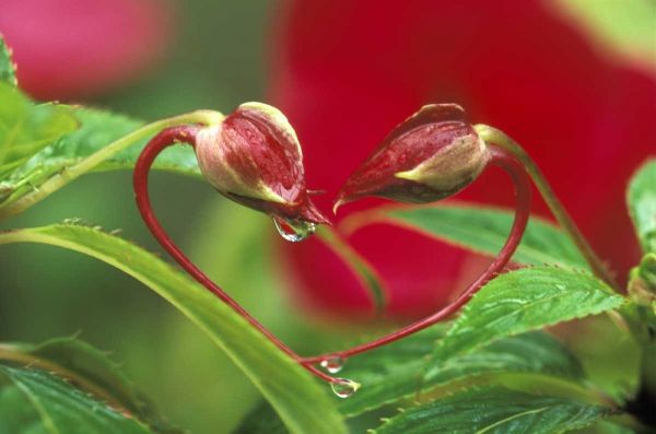Begonia Buds in heart shape with drops